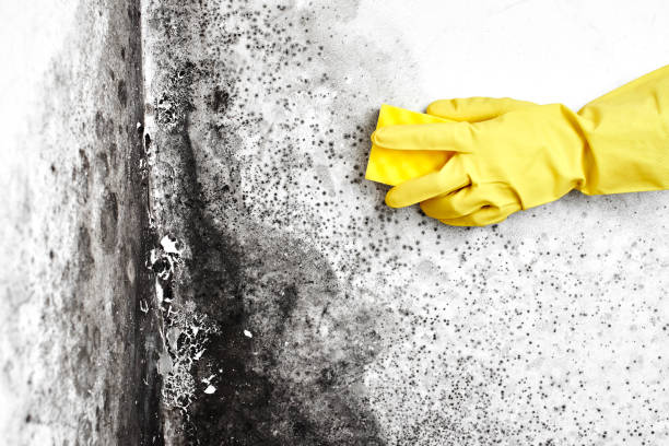 Attic Mold Removal in Essexville, MI