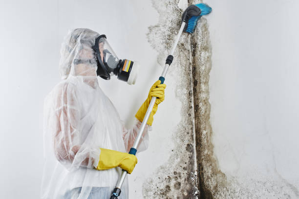 Best Black Mold Removal  in Essexville, MI