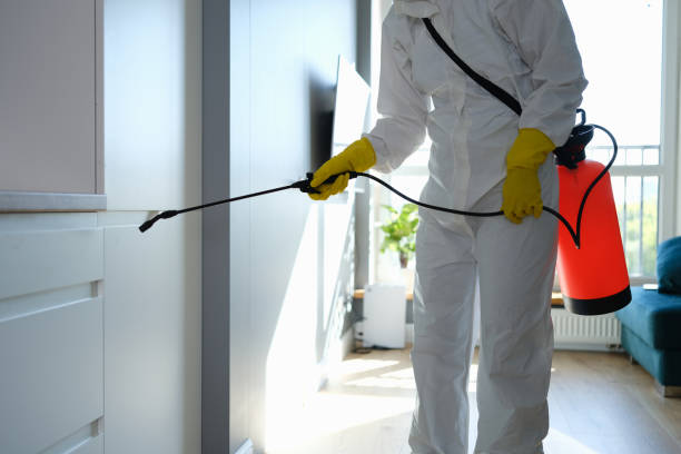 Best Toxic Mold Removal  in Essexville, MI