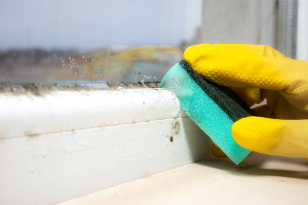 Best Mold Cleaning Services  in Essexville, MI