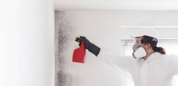 Best Office Mold Removal Services  in Essexville, MI