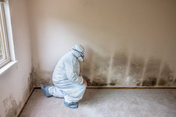 Best Attic Mold Removal  in Essexville, MI