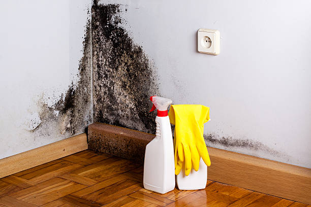 Best Affordable Mold Removal  in Essexville, MI