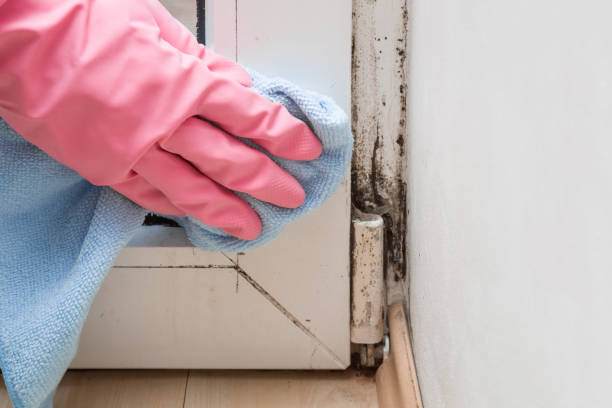 Reliable Essexville, MI Mold Removal Solutions