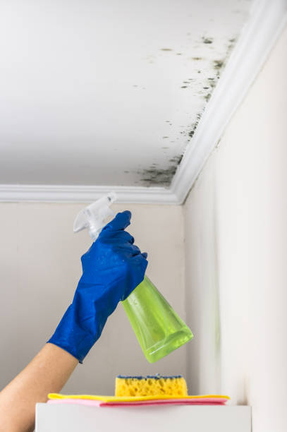 Best Water Damage Restoration  in Essexville, MI