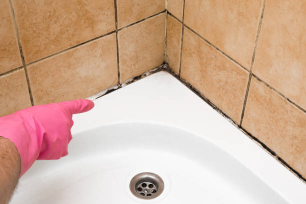 Best Mold Testing  in Essexville, MI