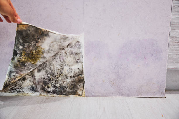 Best Residential Mold Removal  in Essexville, MI